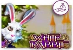 WHITE RABBIT