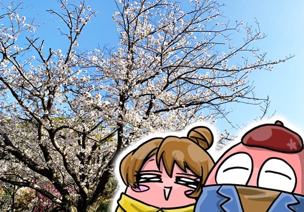 お嫁様と皇居乾通りの桜を見るカニスピ